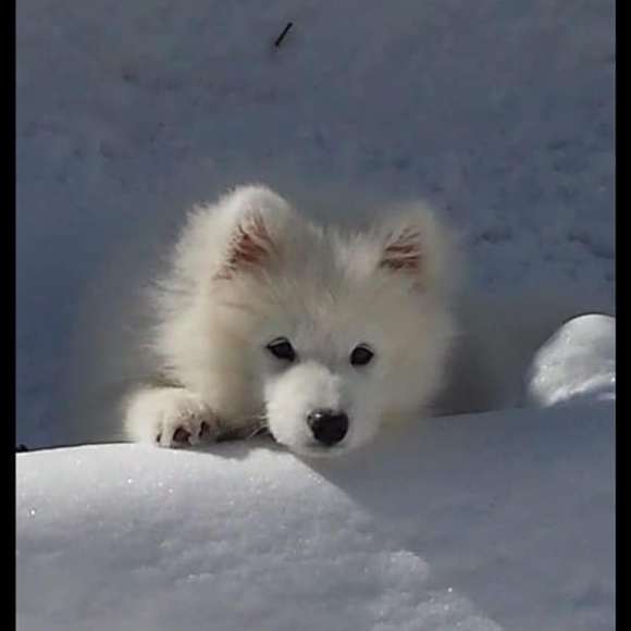 Meet your Posher, Jeannine - Picture 1 of 1